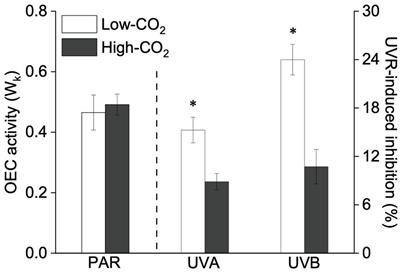 Increased CO2 Relevant to Future Ocean Acidification Alleviates the Sensitivity of a Red Macroalgae to Solar Ultraviolet Irradiance by Modulating the Synergy Between Photosystems II and I